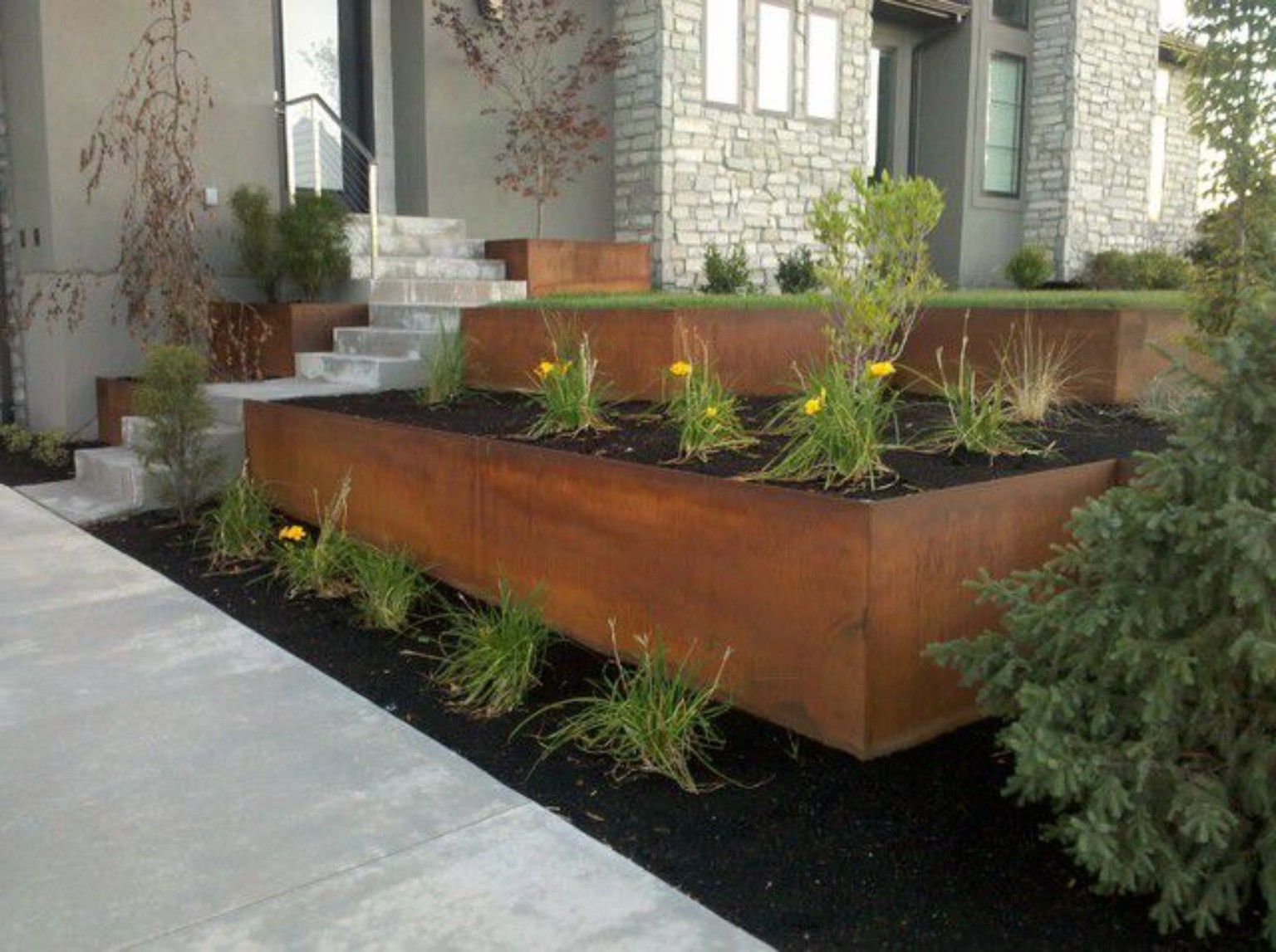 Contemporary landscape with Corten steel planters, concrete steps and architectural planting