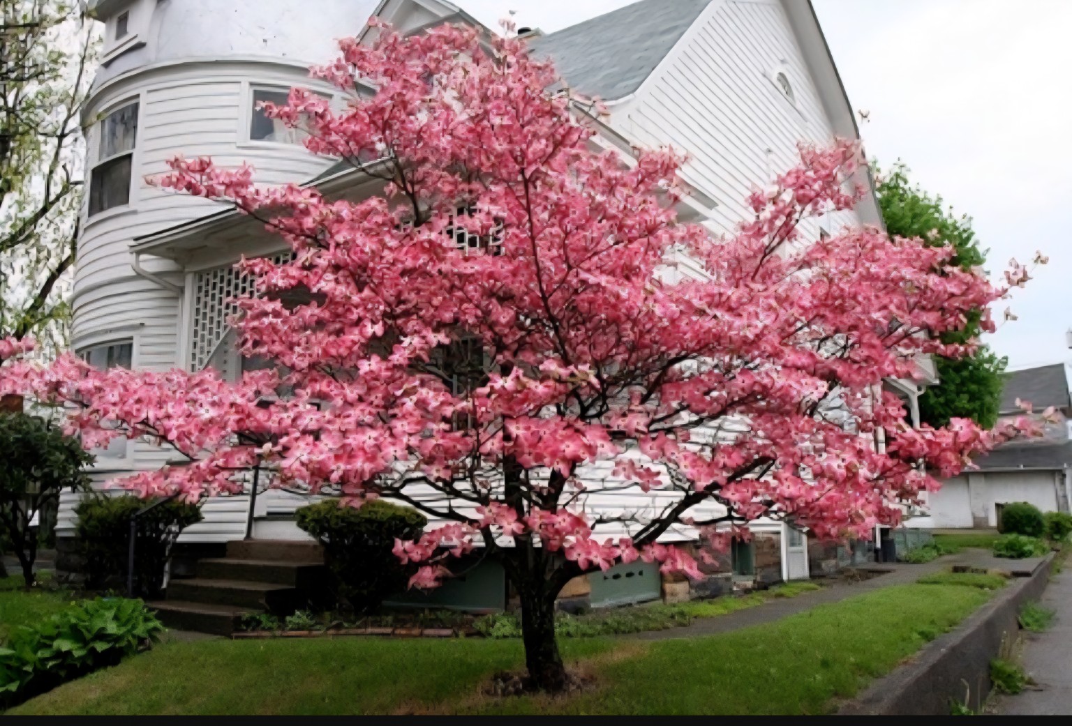 Flowering pink dogwood used as a residential landscape focal point