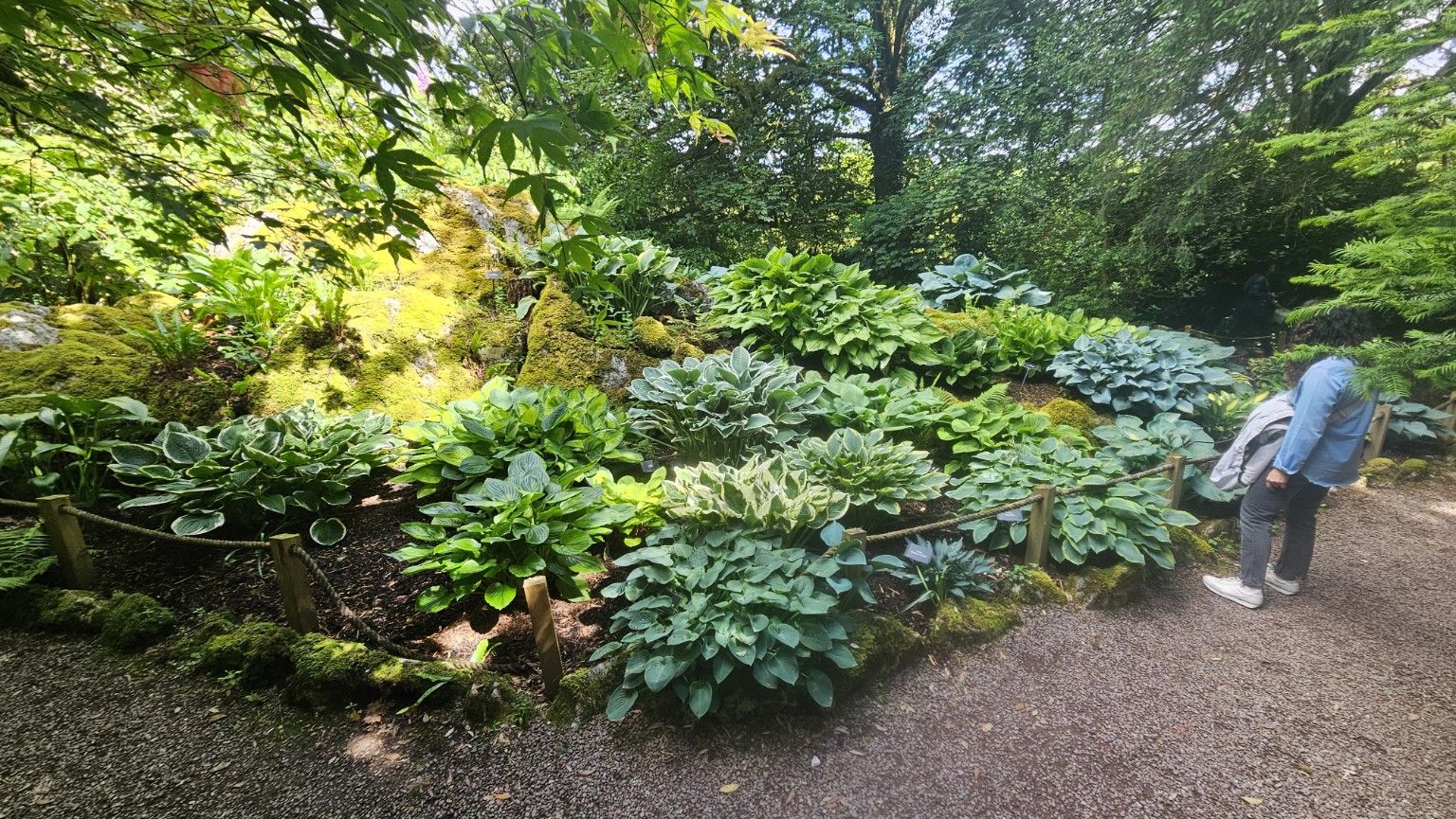 Lush woodland planting with layered hostas and shade plants